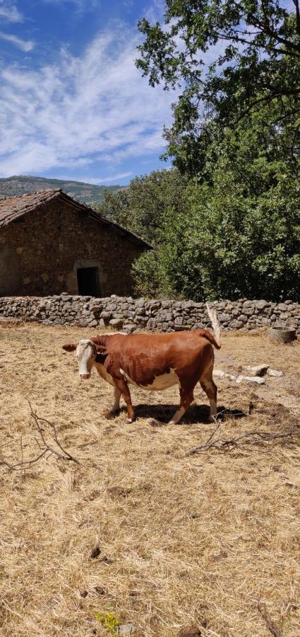 Hotel Ribera Del Corneja Navacepedilla de Corneja Ngoại thất bức ảnh